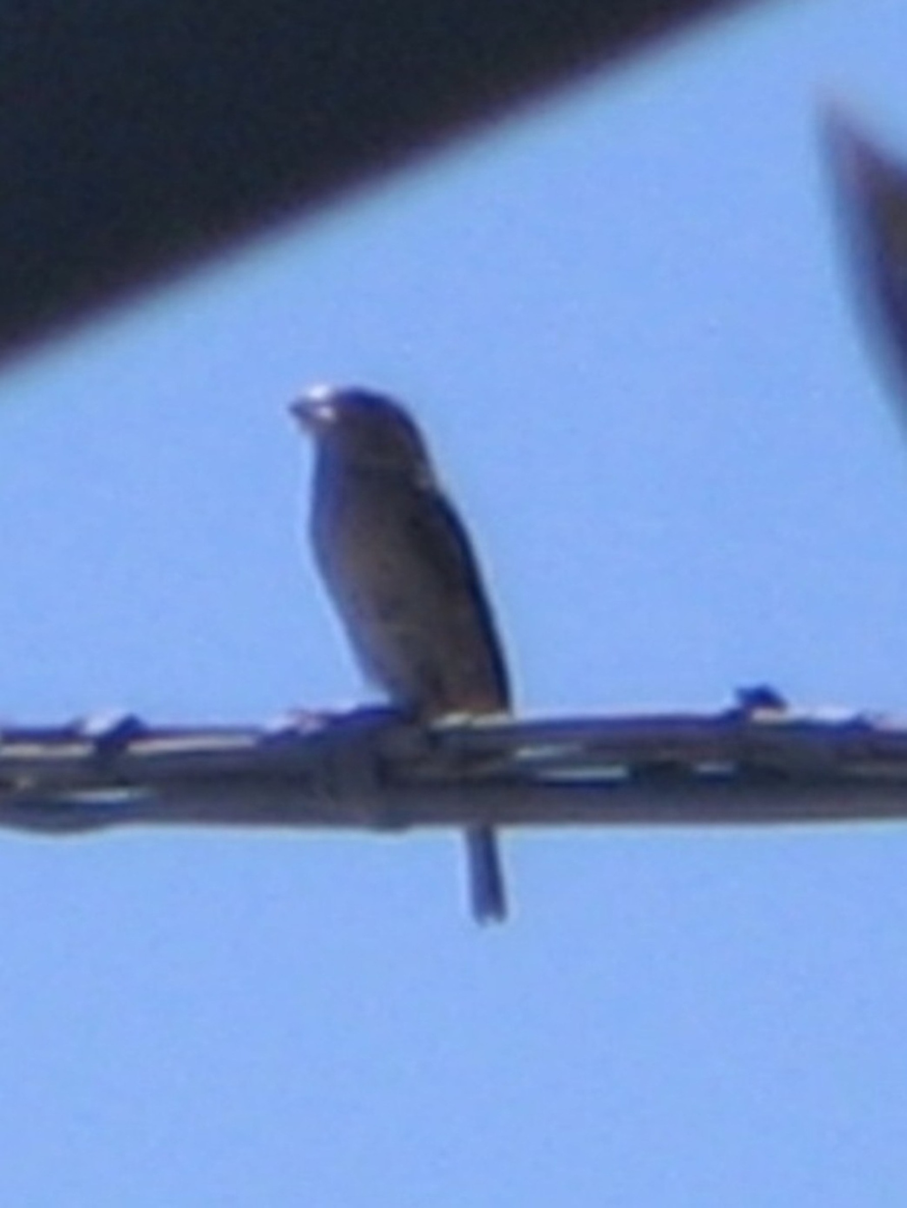 Carduelis chloris: confermate???